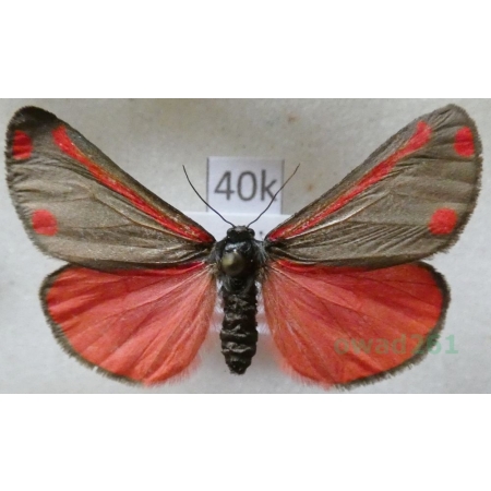 Tyria jacobaeae (Linnaeus, 1758) Proporzyca marzymłódka Czech40k